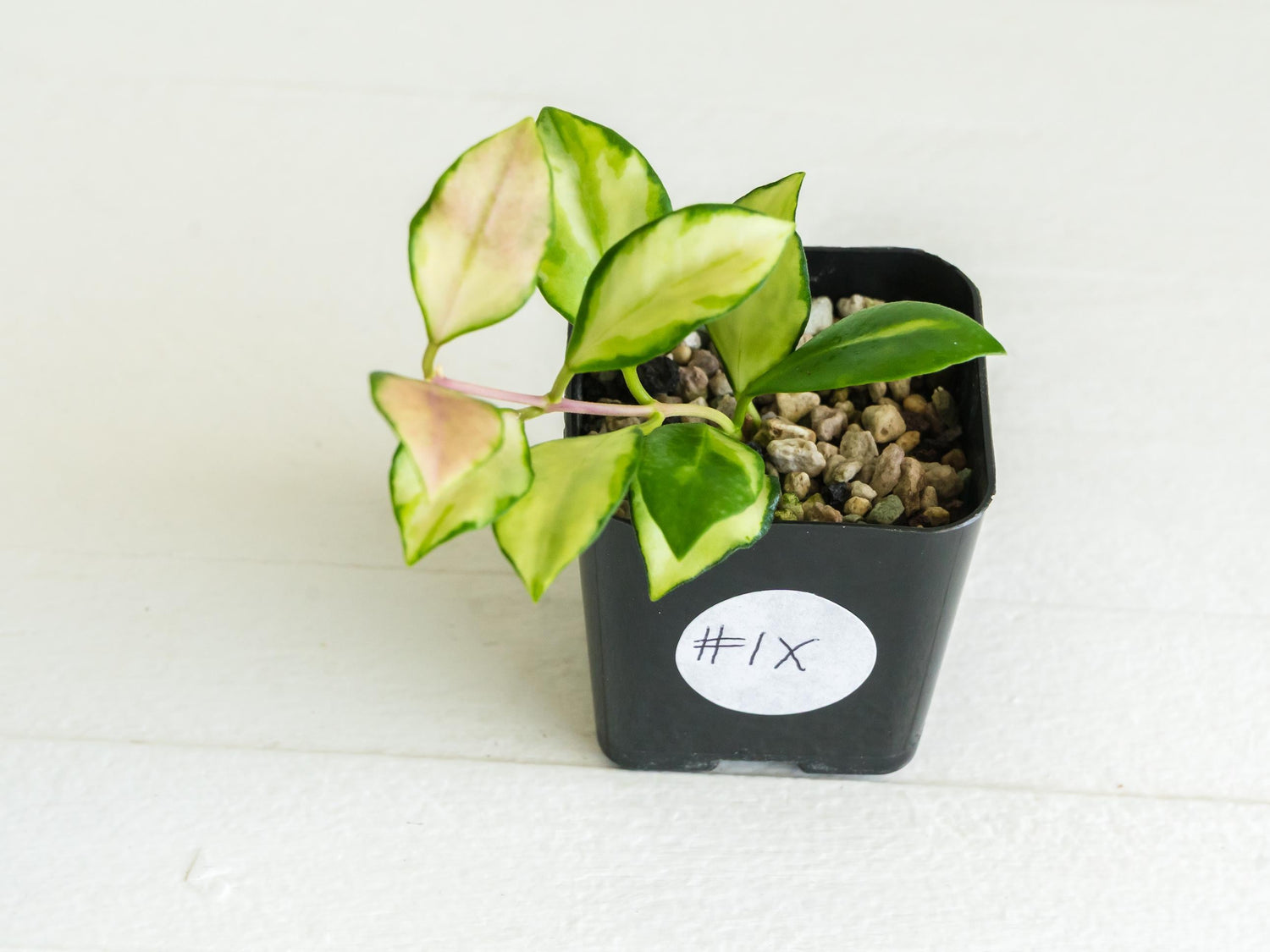 Hoya heuschkeliana (Inner Variegated)| 2-Inch