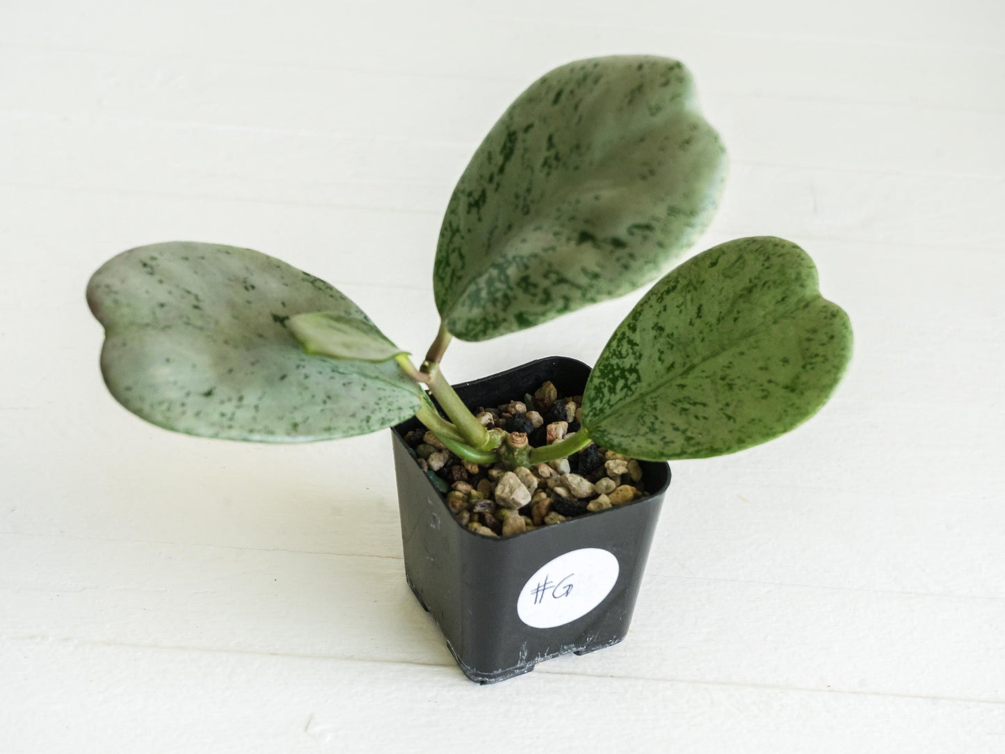 Hoya chiang dao (Silver) | 2-Inch