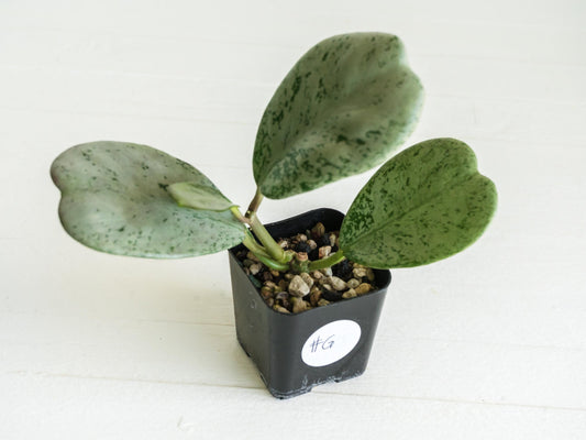 Hoya chiang dao (Silver) | 2-Inch