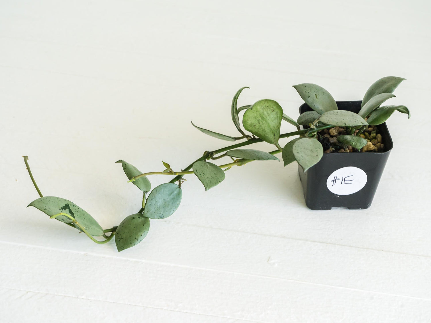 Hoya lacunosa 'Silver Mint Coin' | 2-Inch