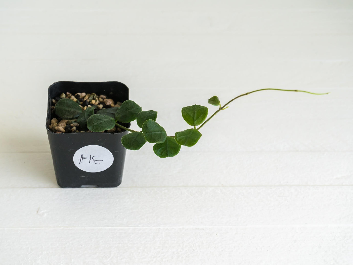 Hoya obcordata | 2-Inch