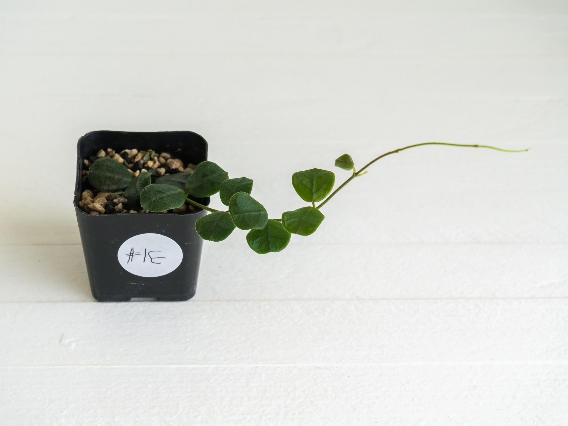 Hoya obcordata | 2-Inch