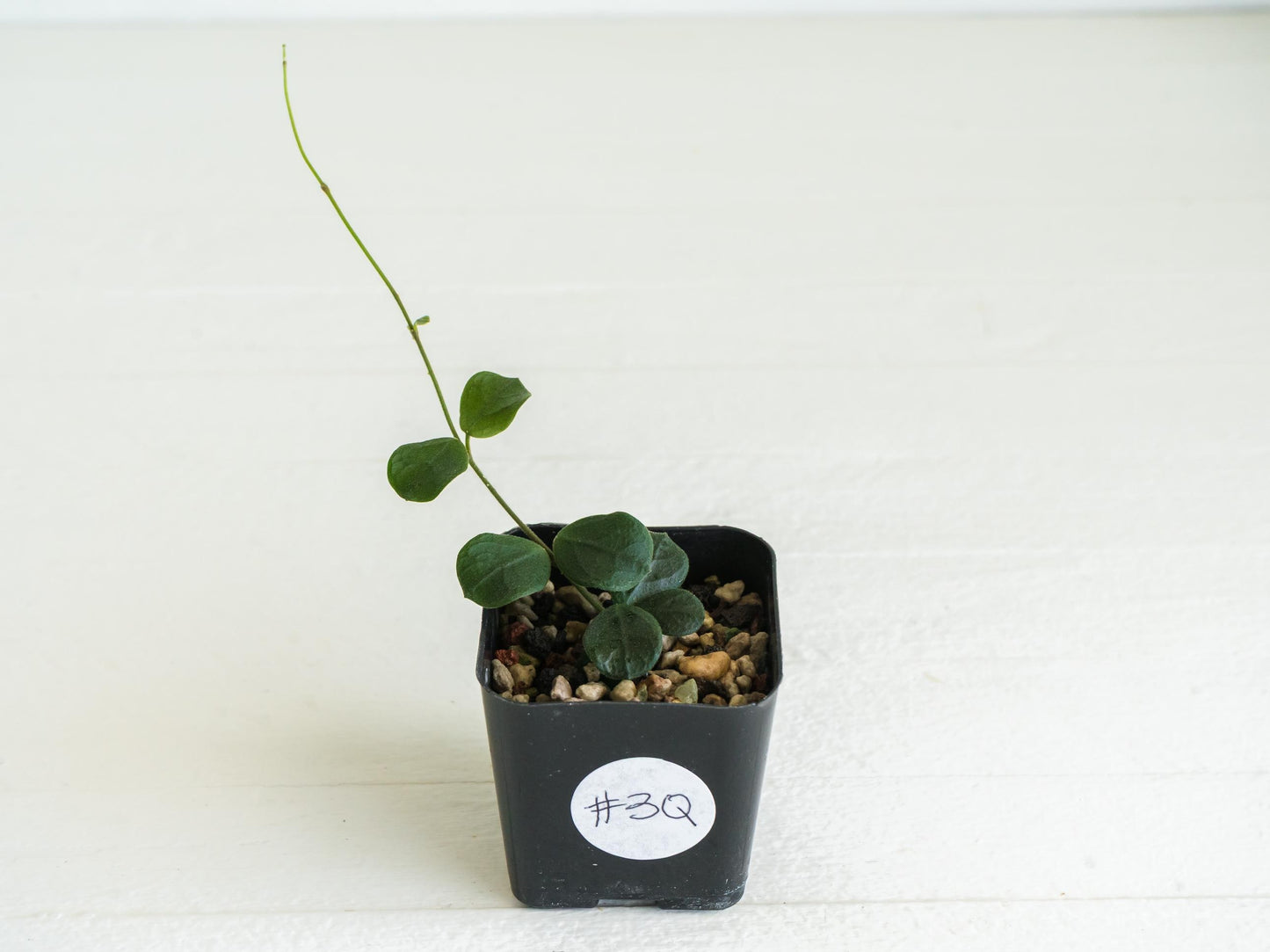 Hoya obcordata | 2-Inch