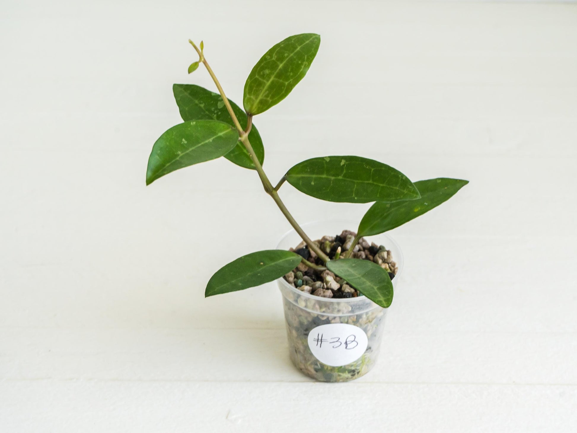 Hoya Elliptica (Blemished) | 2-Inch