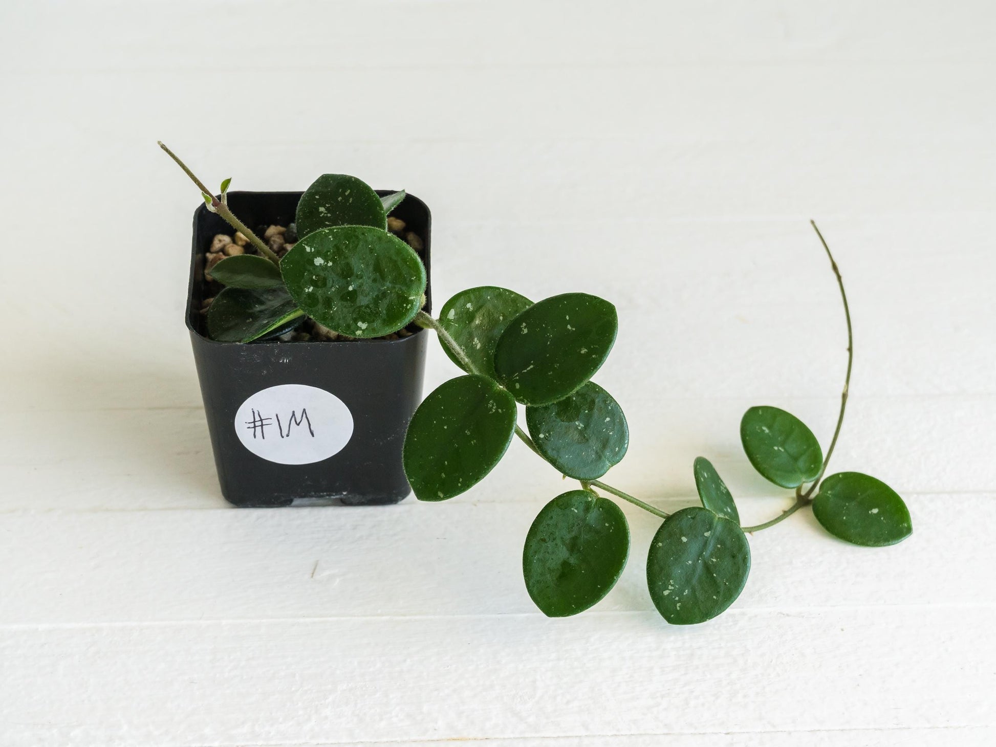 Hoya 'Mathilde' | 2-Inch