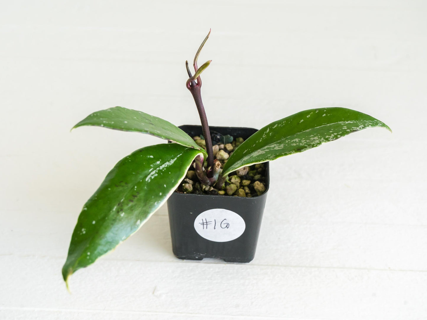 Hoya pubicalyx (Albo, Low Splash) | 2-Inch