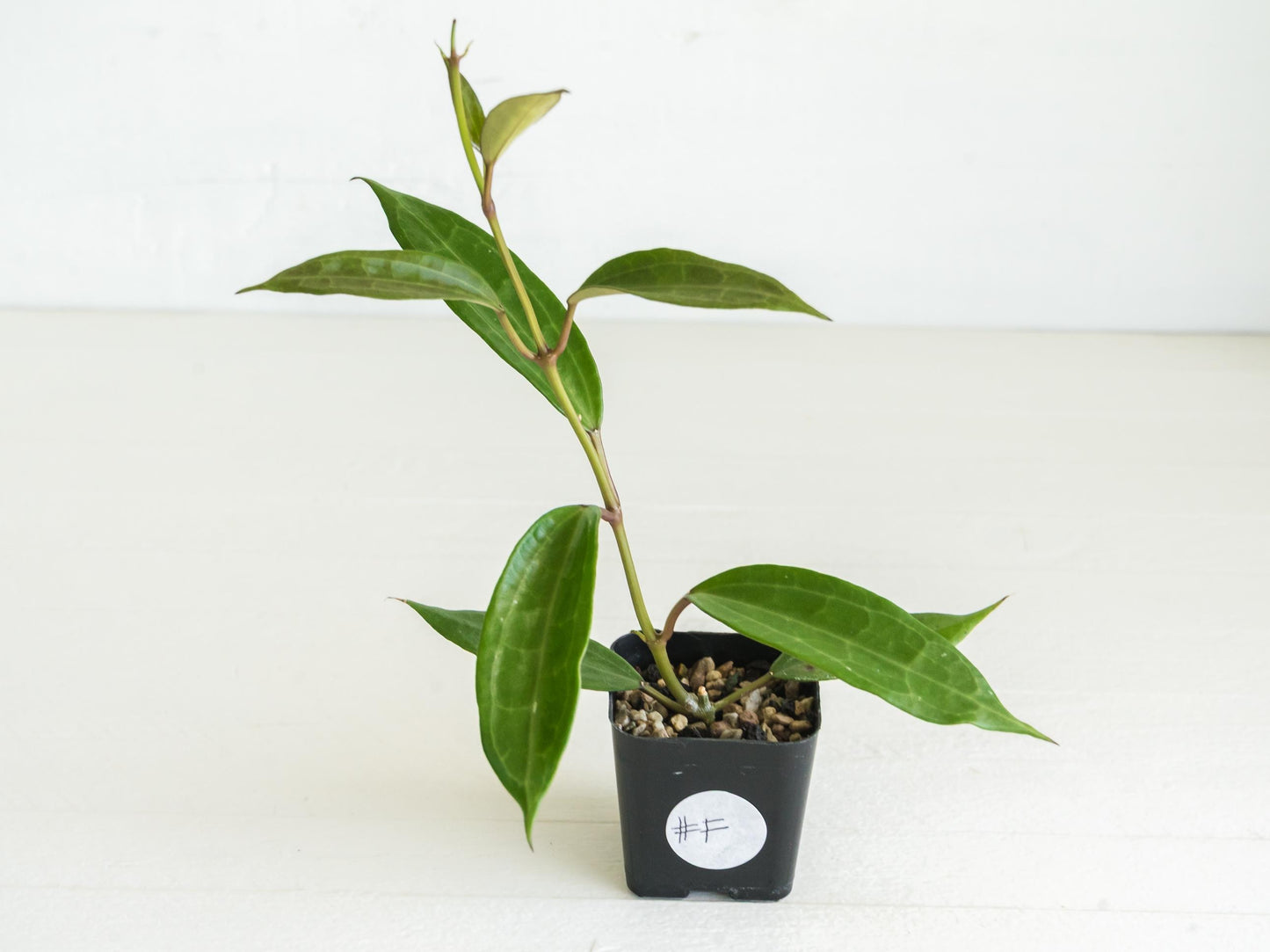 Hoya jasper blink | 2-Inch