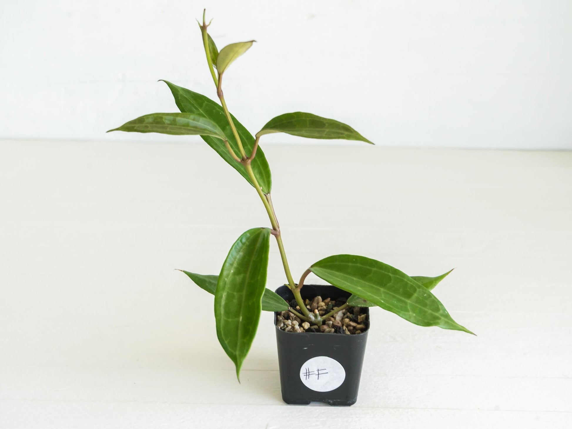 Hoya jasper blink | 2-Inch