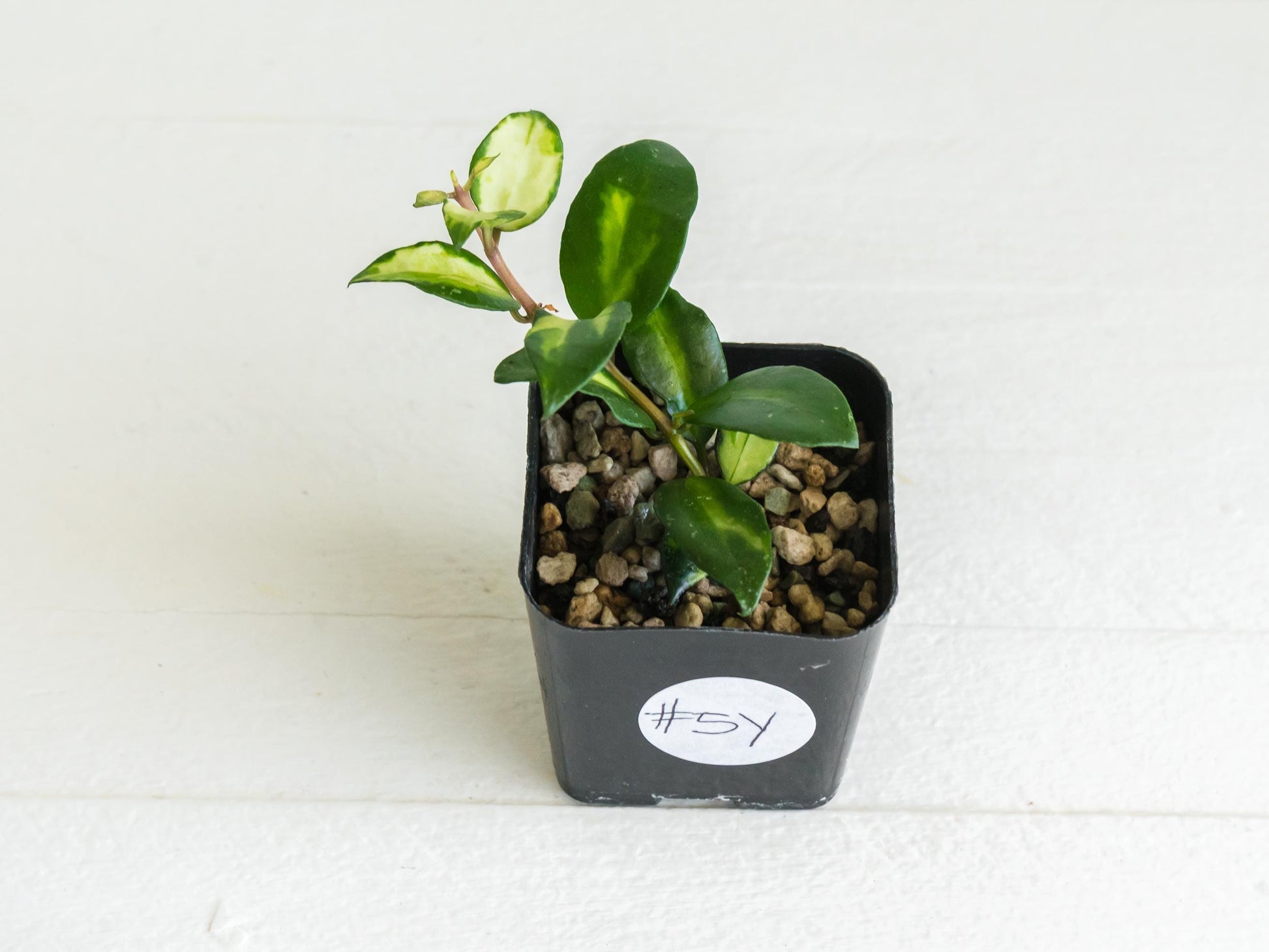 Hoya lacunosa 'Tricolor Bruno' | 2-Inch
