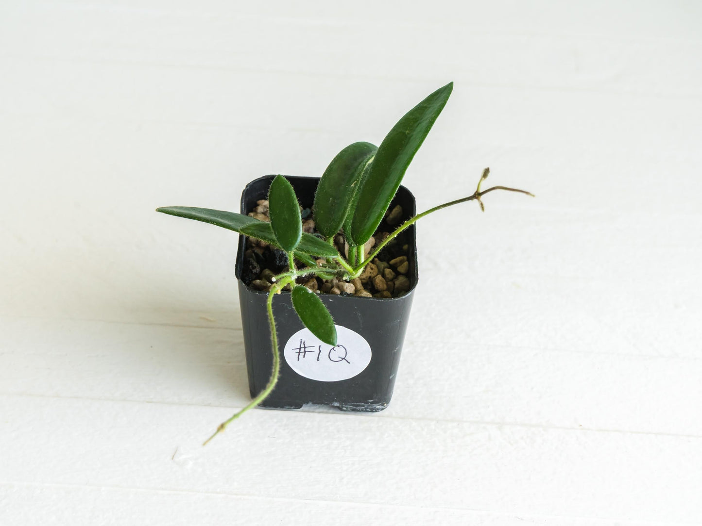 Hoya lyi | 2-Inch