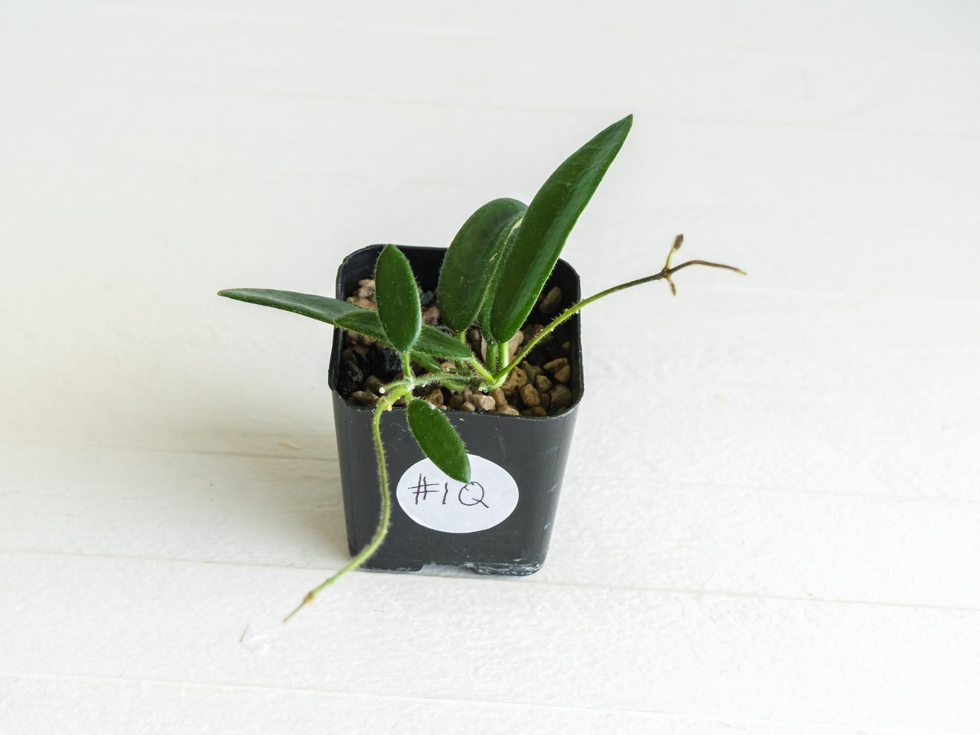 Hoya lyi | 2-Inch