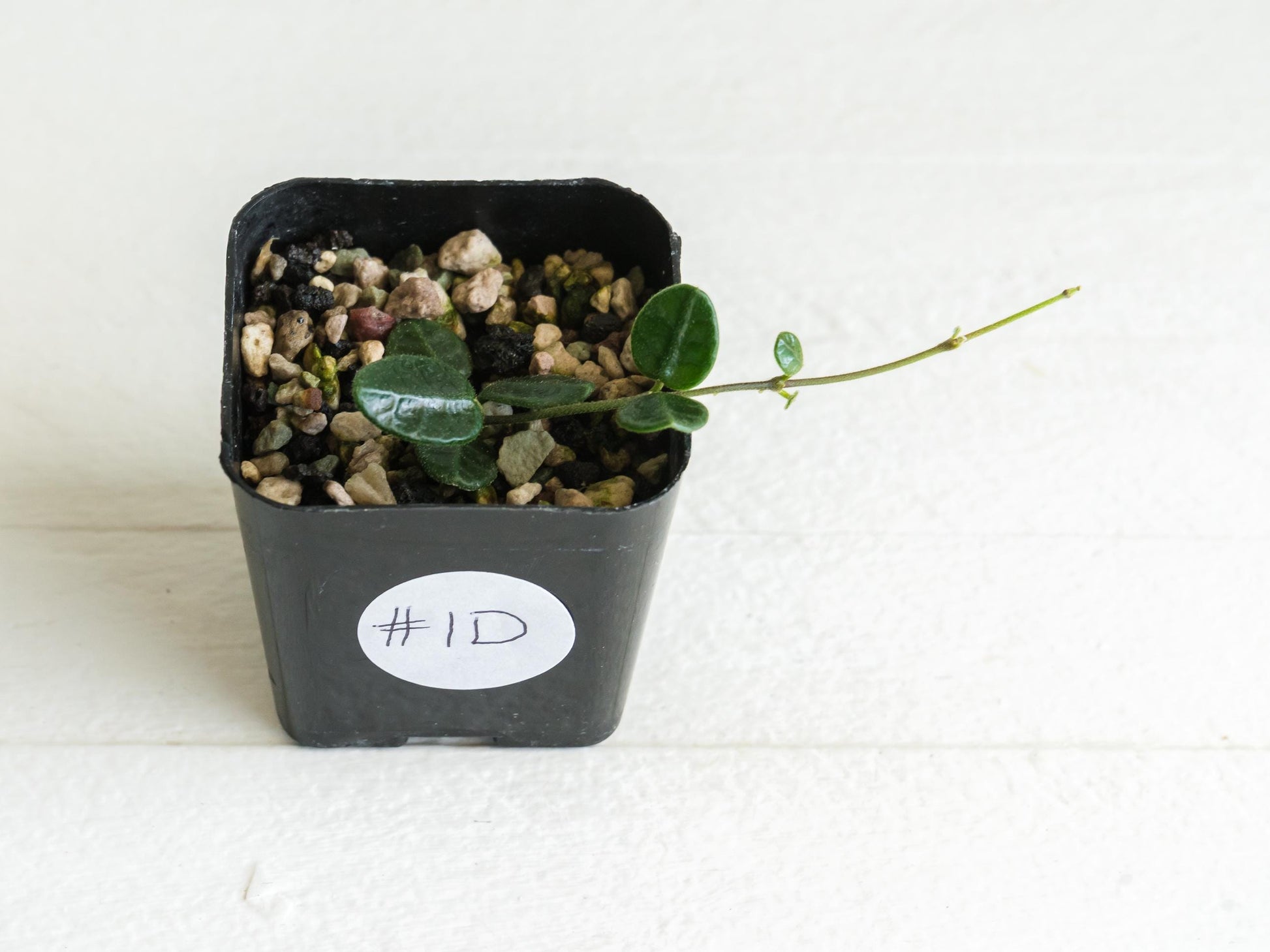 Hoya tengchongensis | 2-Inch