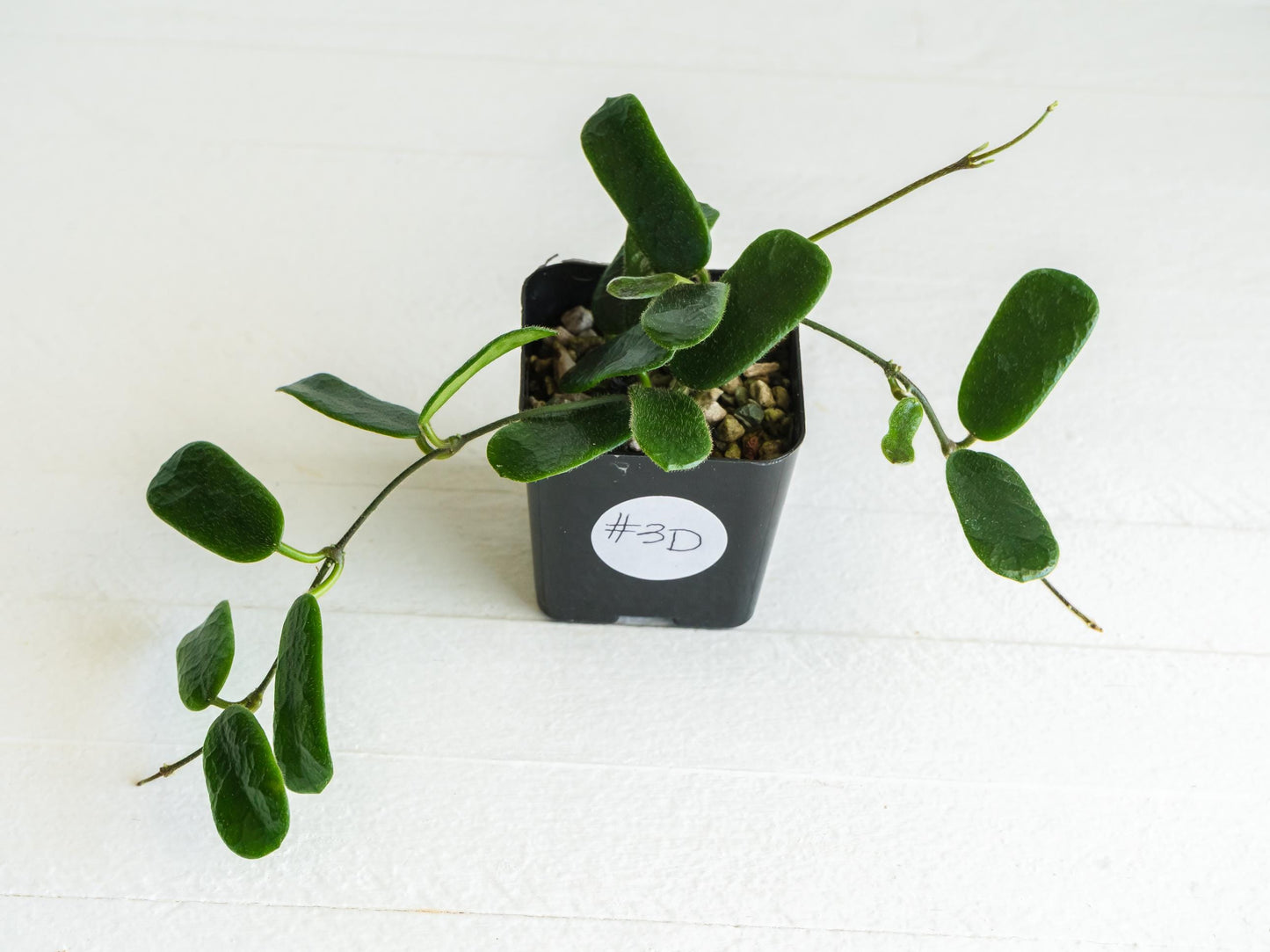 Hoya rotundiflora | 2-Inch