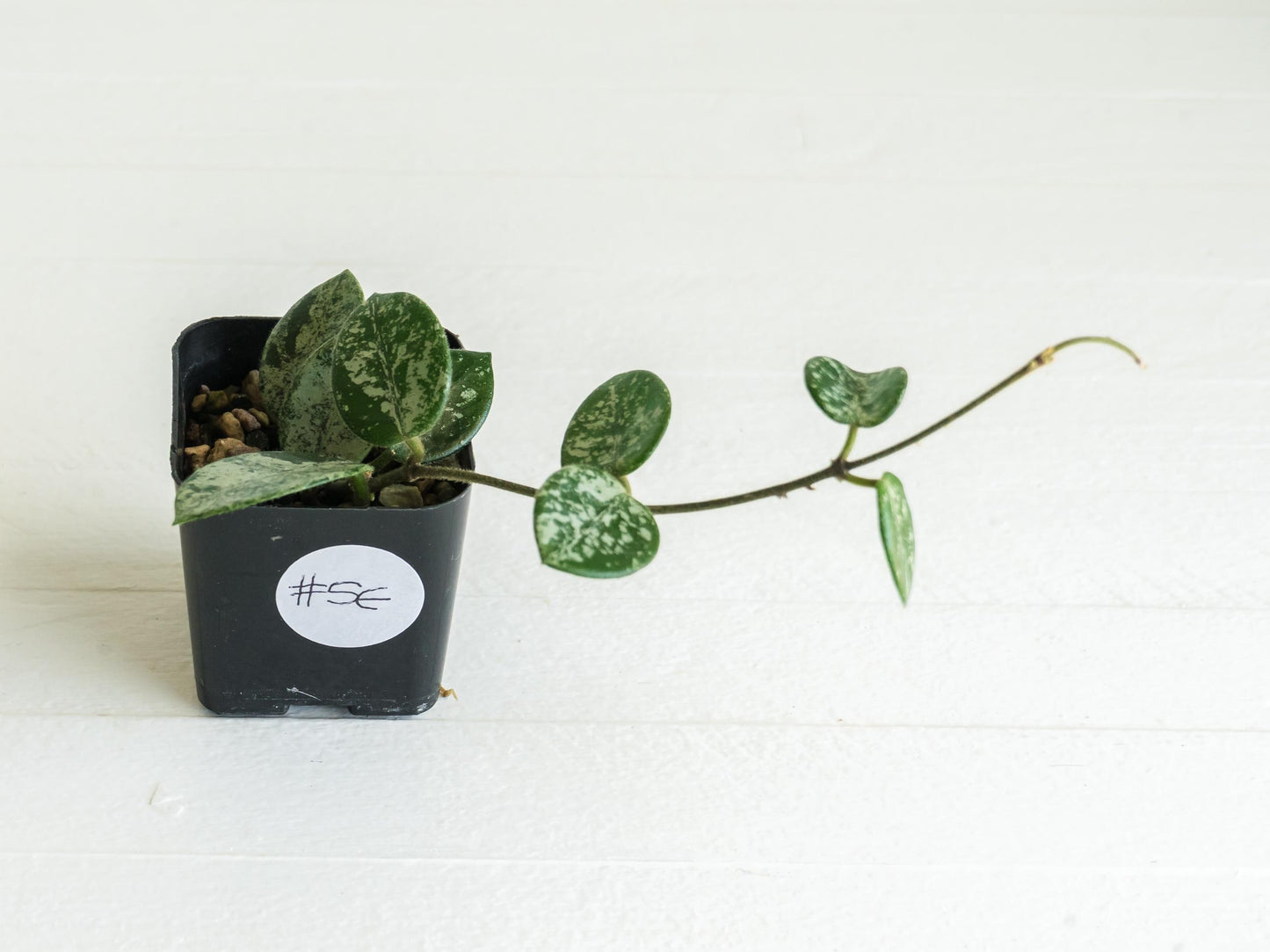 Hoya 'Mathilde' (Splash) | 2-Inch