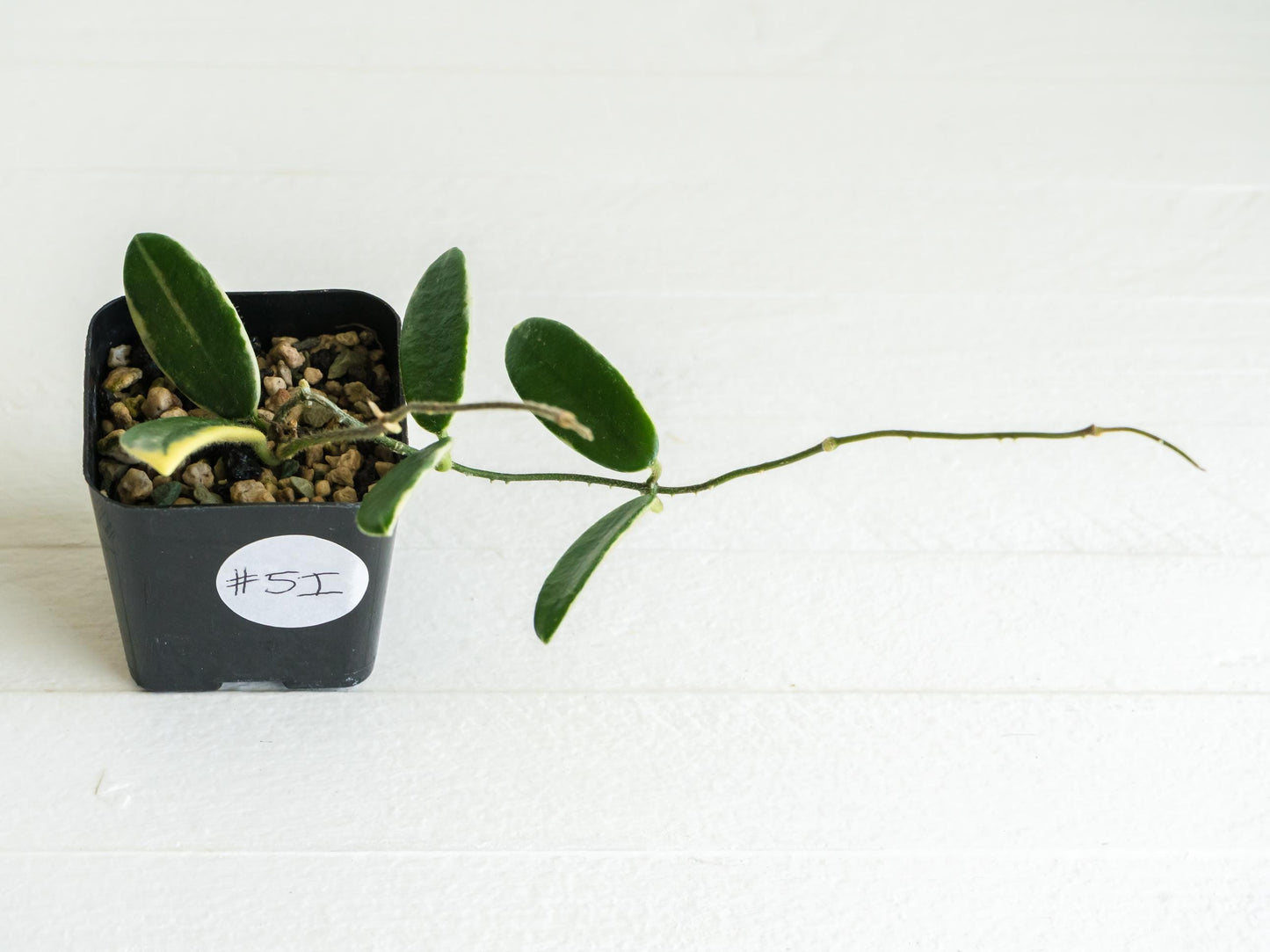 Hoya lyi 'Prism' (Pink Flower) | 2-Inch