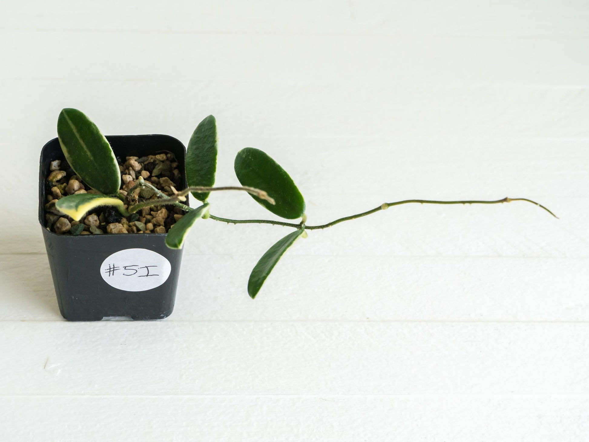 Hoya lyi 'Prism' (Pink Flower) | 2-Inch