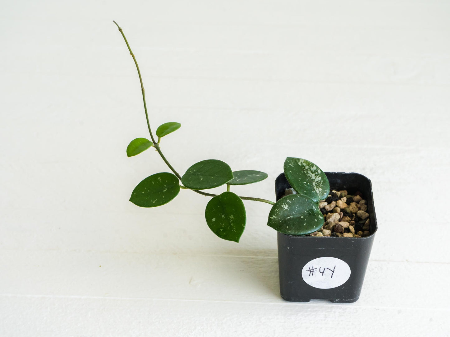 Hoya 'Mathilde' | 2-Inch