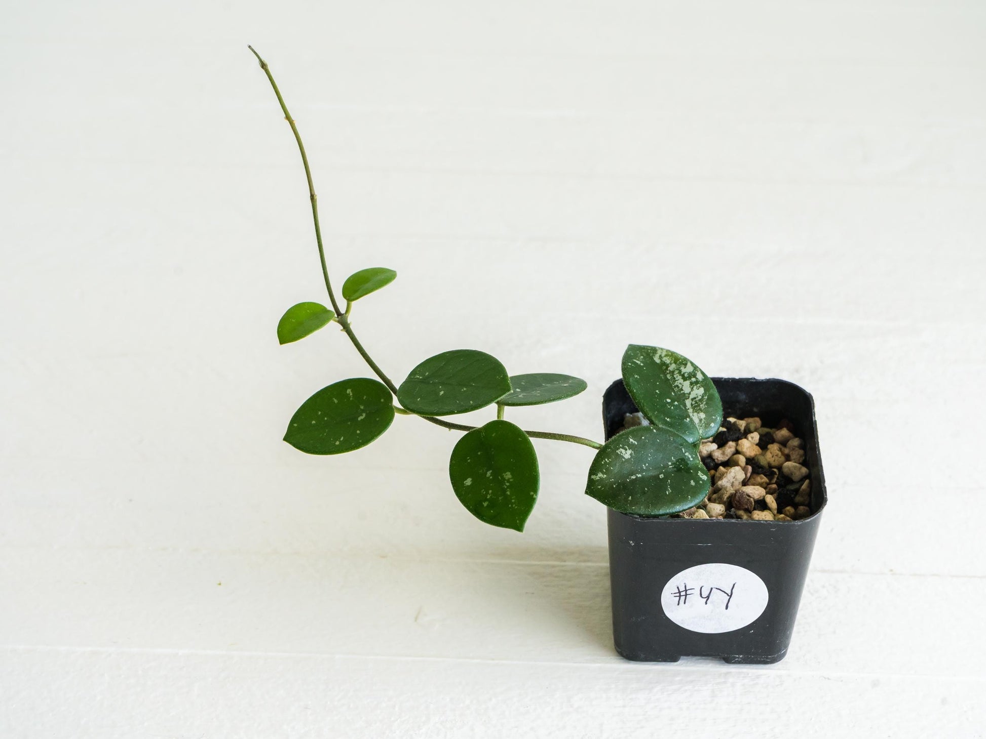 Hoya 'Mathilde' | 2-Inch