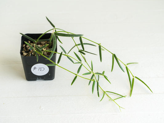 Hoya linearis | 2-Inch