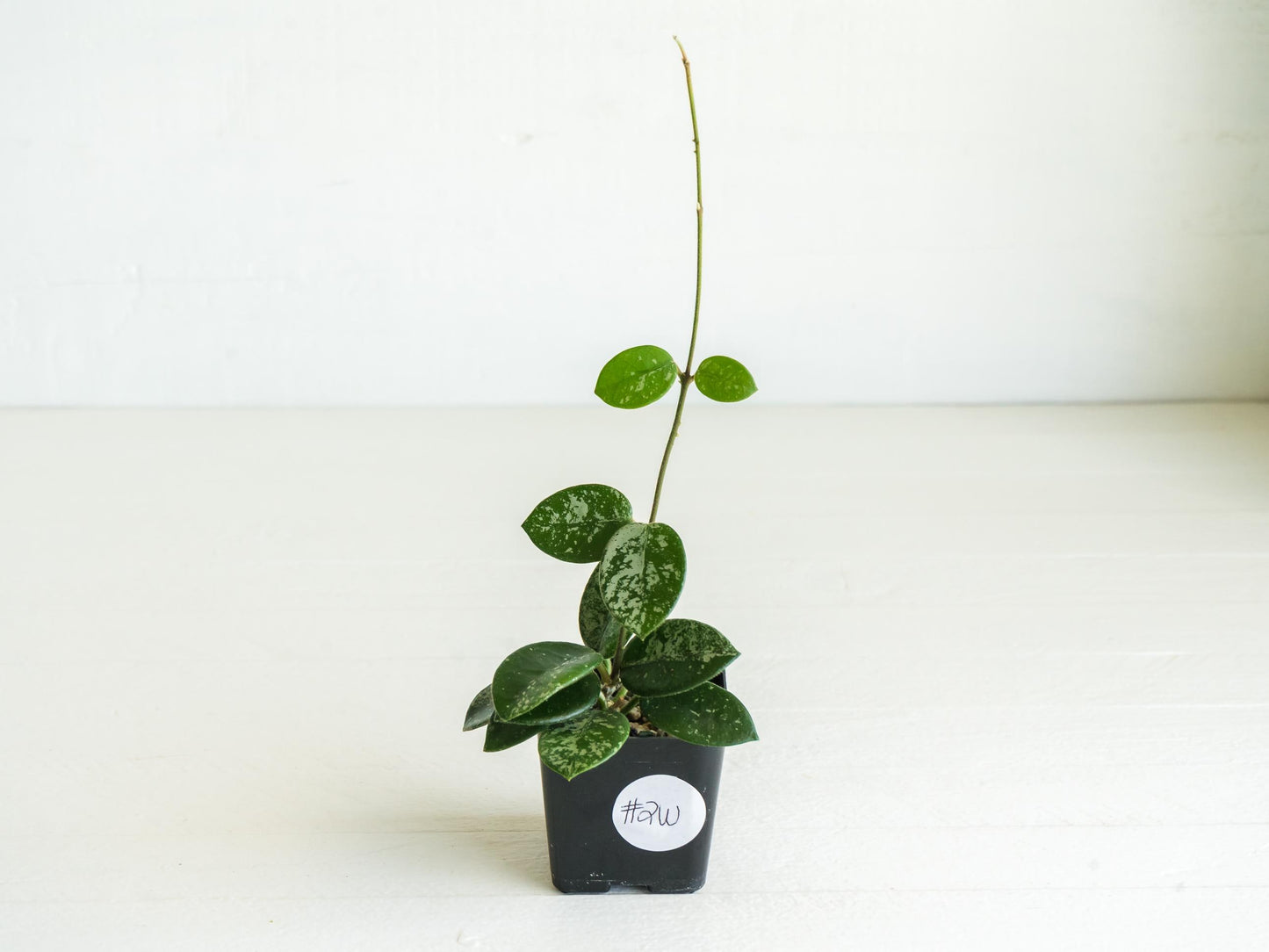 Hoya 'Mathilde' (Splash) | 2-Inch