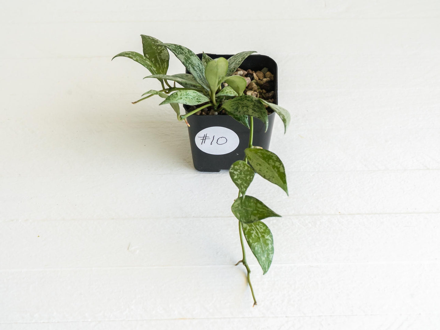 Hoya lacunosa 'Silver Lime' | 2-Inch