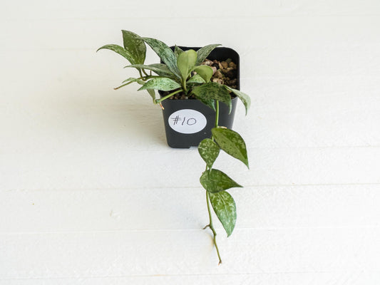 Hoya lacunosa 'Silver Lime' | 2-Inch