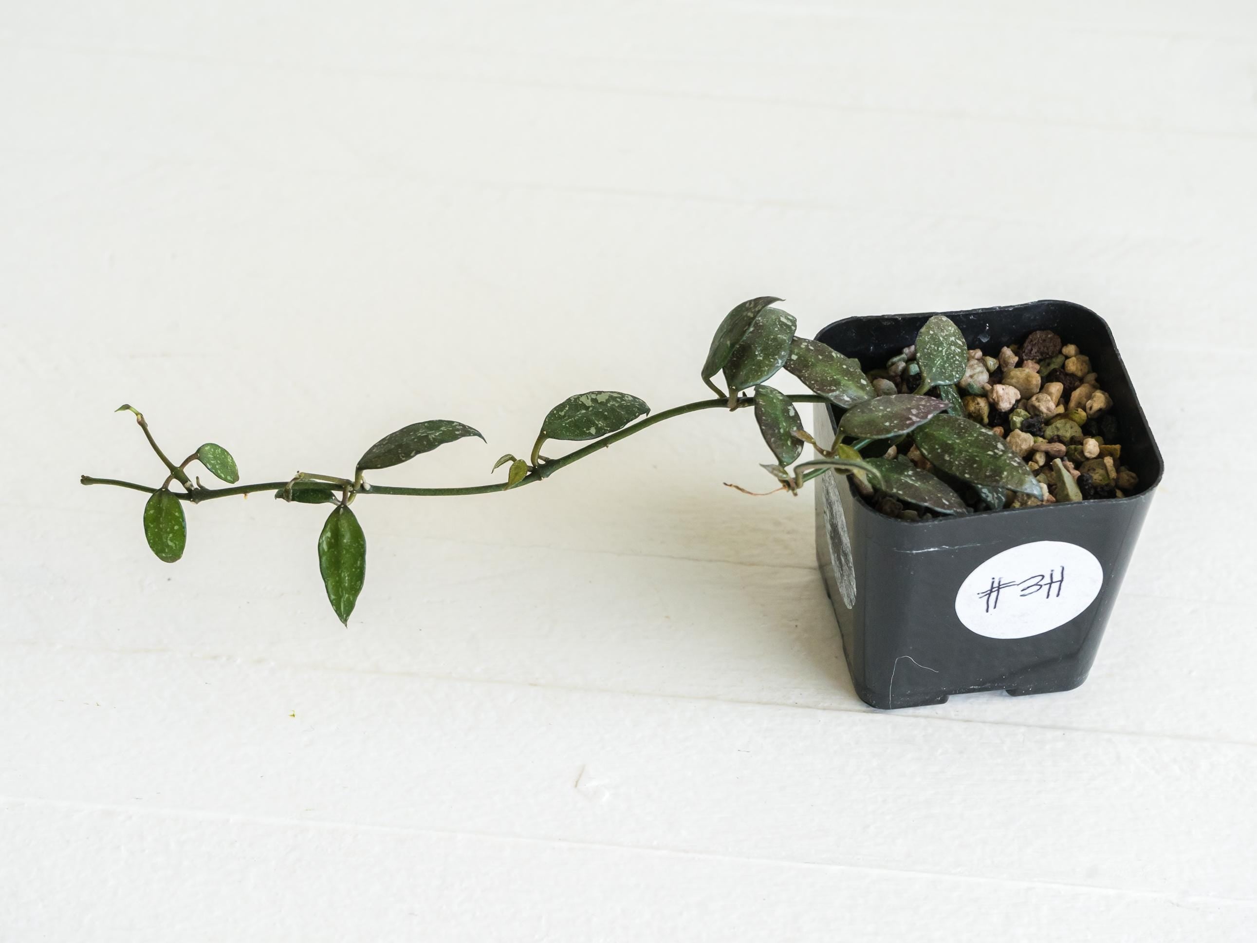 Hoya lacunosa 'Perangin Durian' IML-1896 | 2-Inch – Hoya Treasures