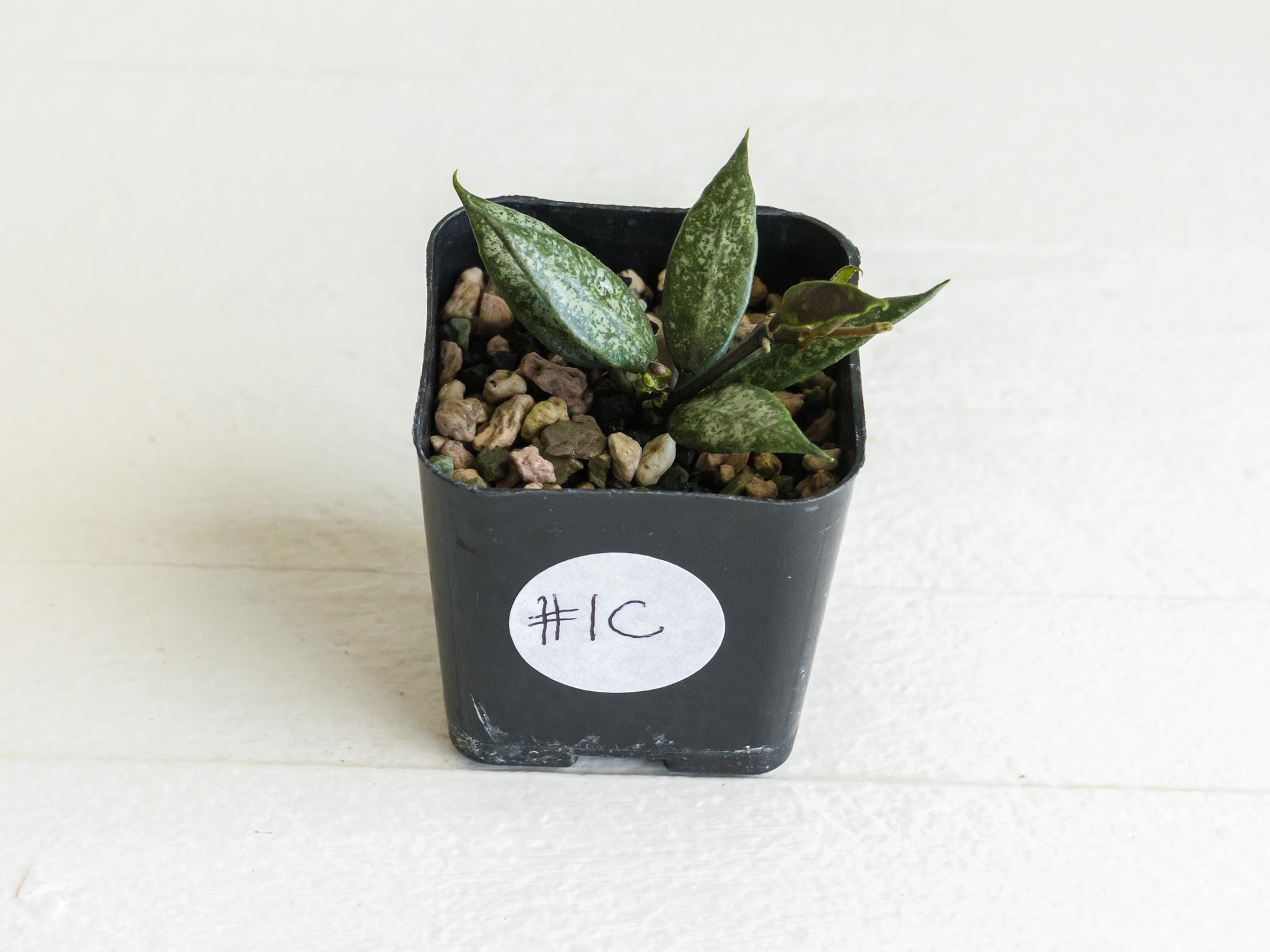 Hoya lacunosa 'White Pearl' | 2-Inch