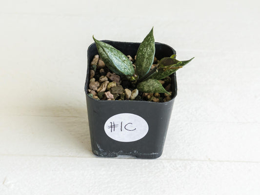 Hoya lacunosa 'White Pearl' | 2-Inch