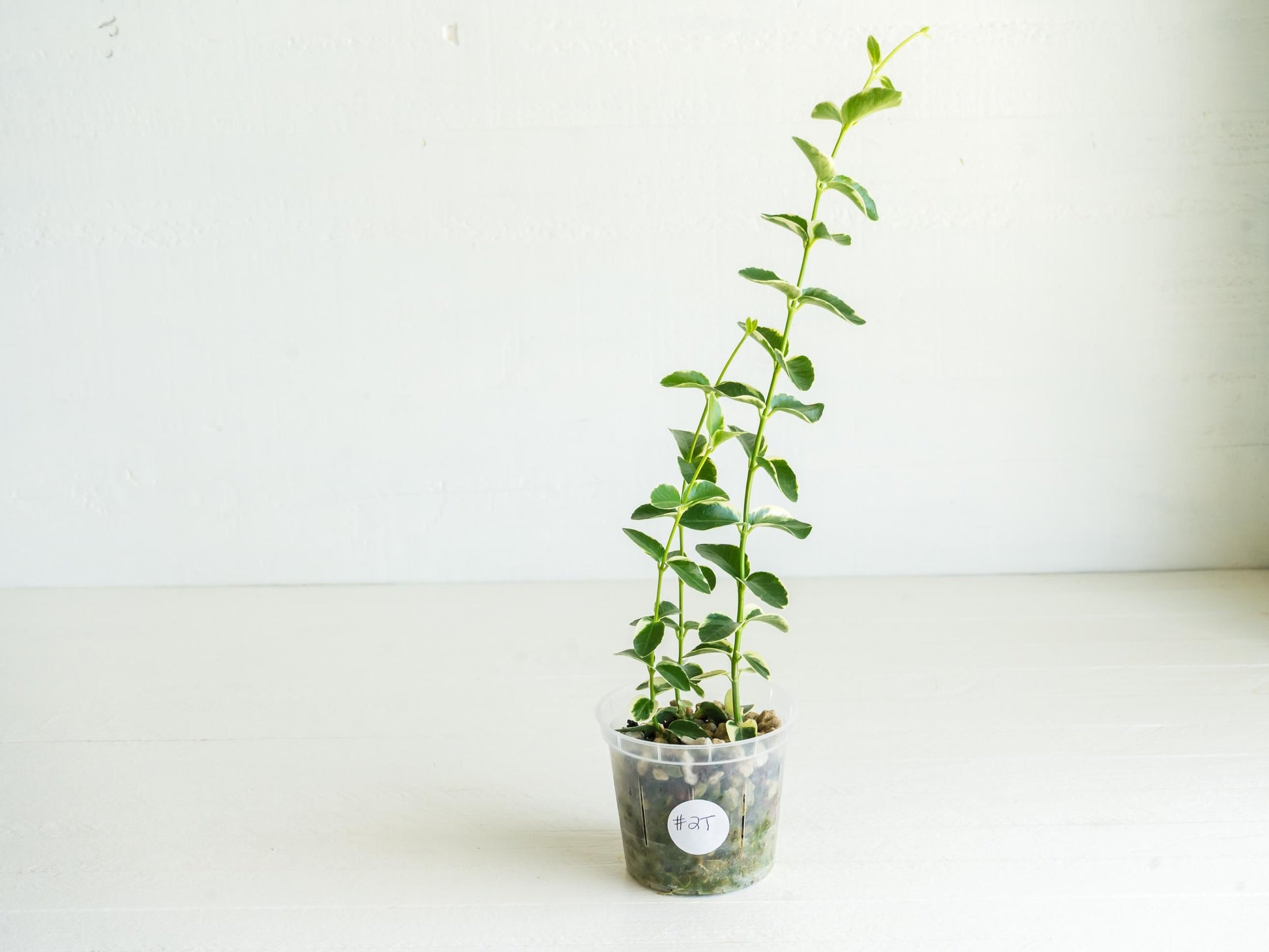 Hoya cumingiana (Albo | Outer Variegated) | 3-Inch