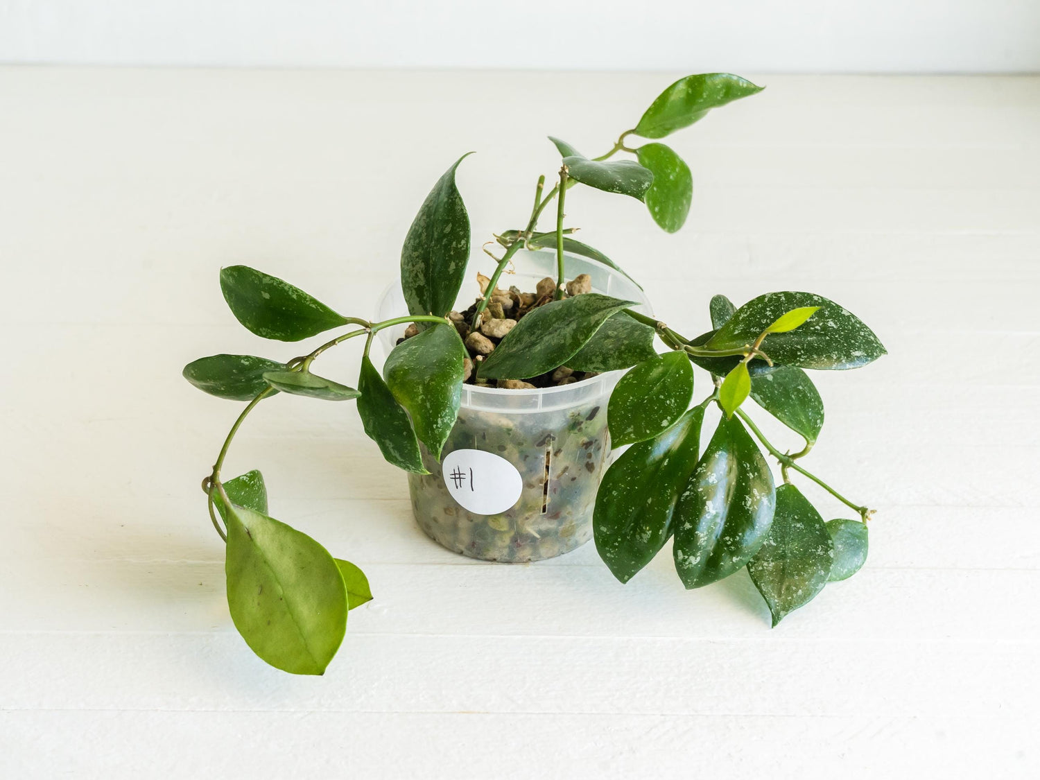 Hoya walliniana (Splash) | 3-Inch