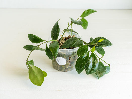 Hoya walliniana (Splash) | 3-Inch