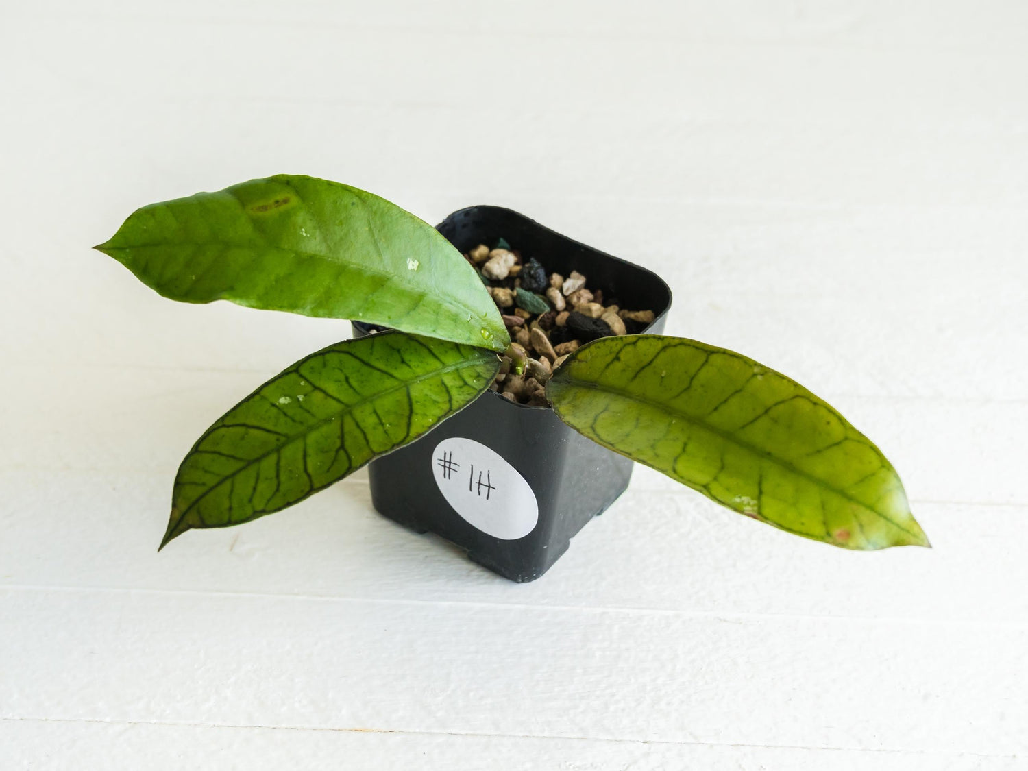 Hoya gunung gading | 2-Inch
