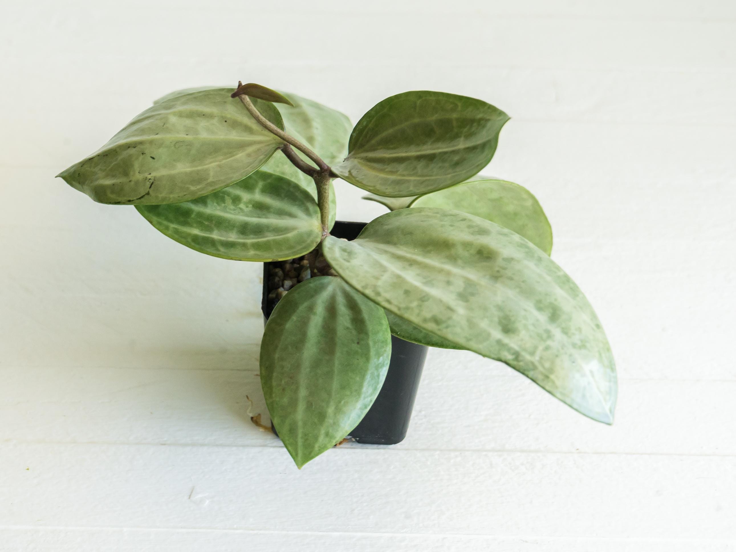 Hoya latifolia (Silver) | 2-Inch – Hoya Treasures