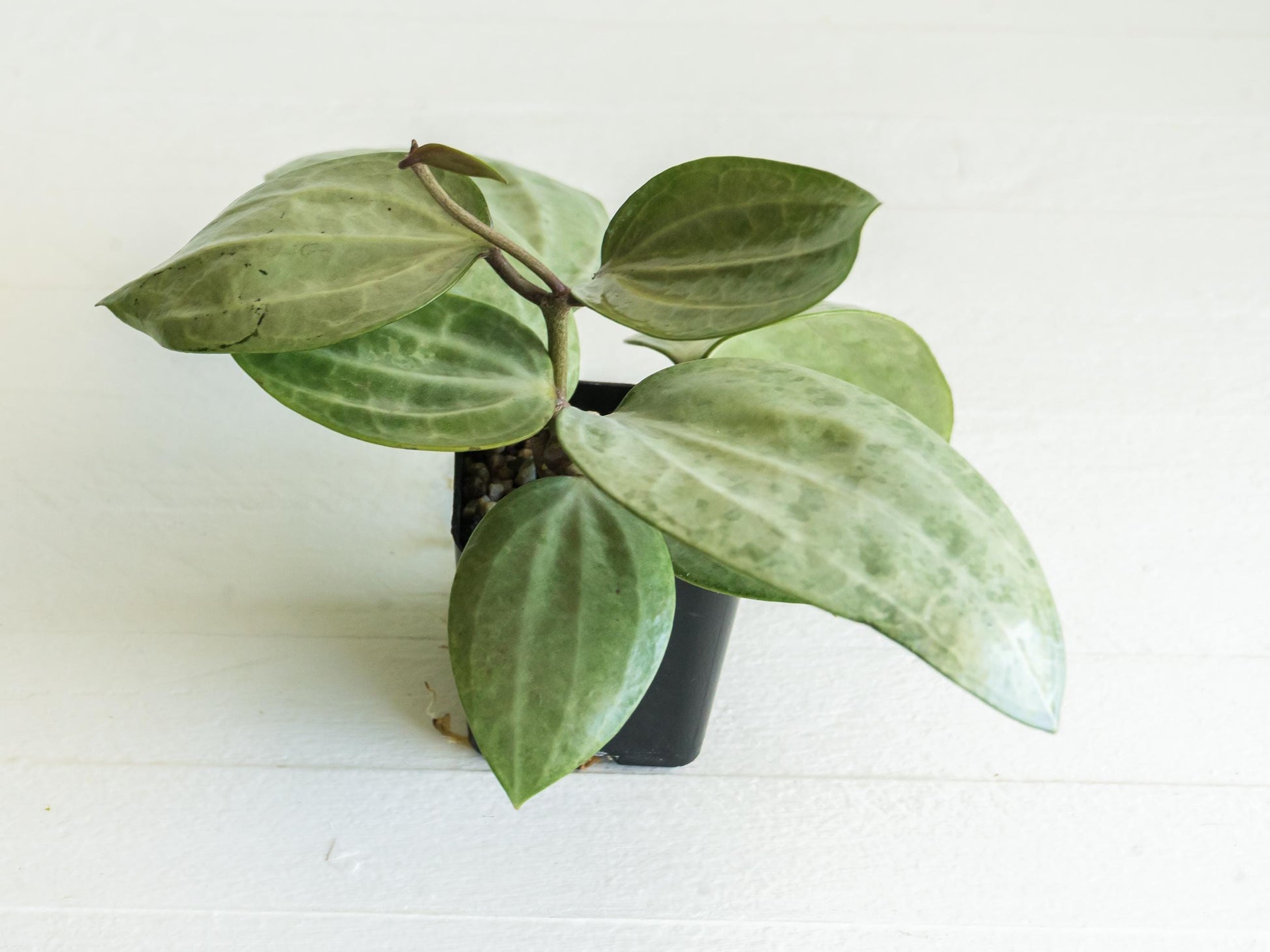 Hoya latifolia (Silver) | 2-Inch