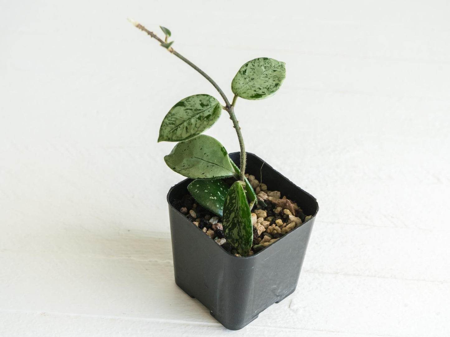 Hoya 'Mathilde' (Super Splash) | 2-Inch