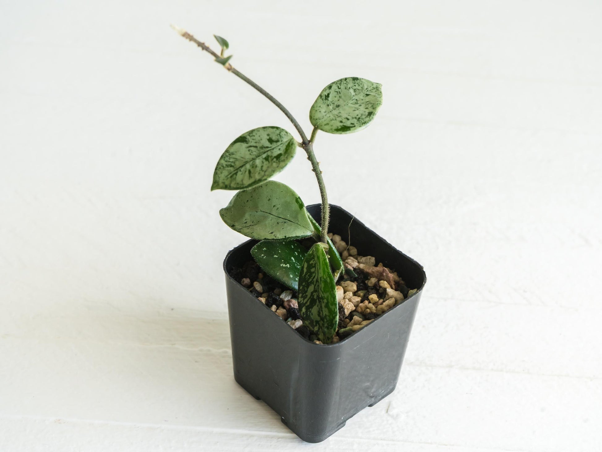 Hoya 'Mathilde' (Super Splash) | 2-Inch