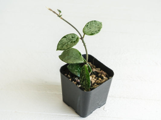 Hoya 'Mathilde' (Super Splash) | 2-Inch