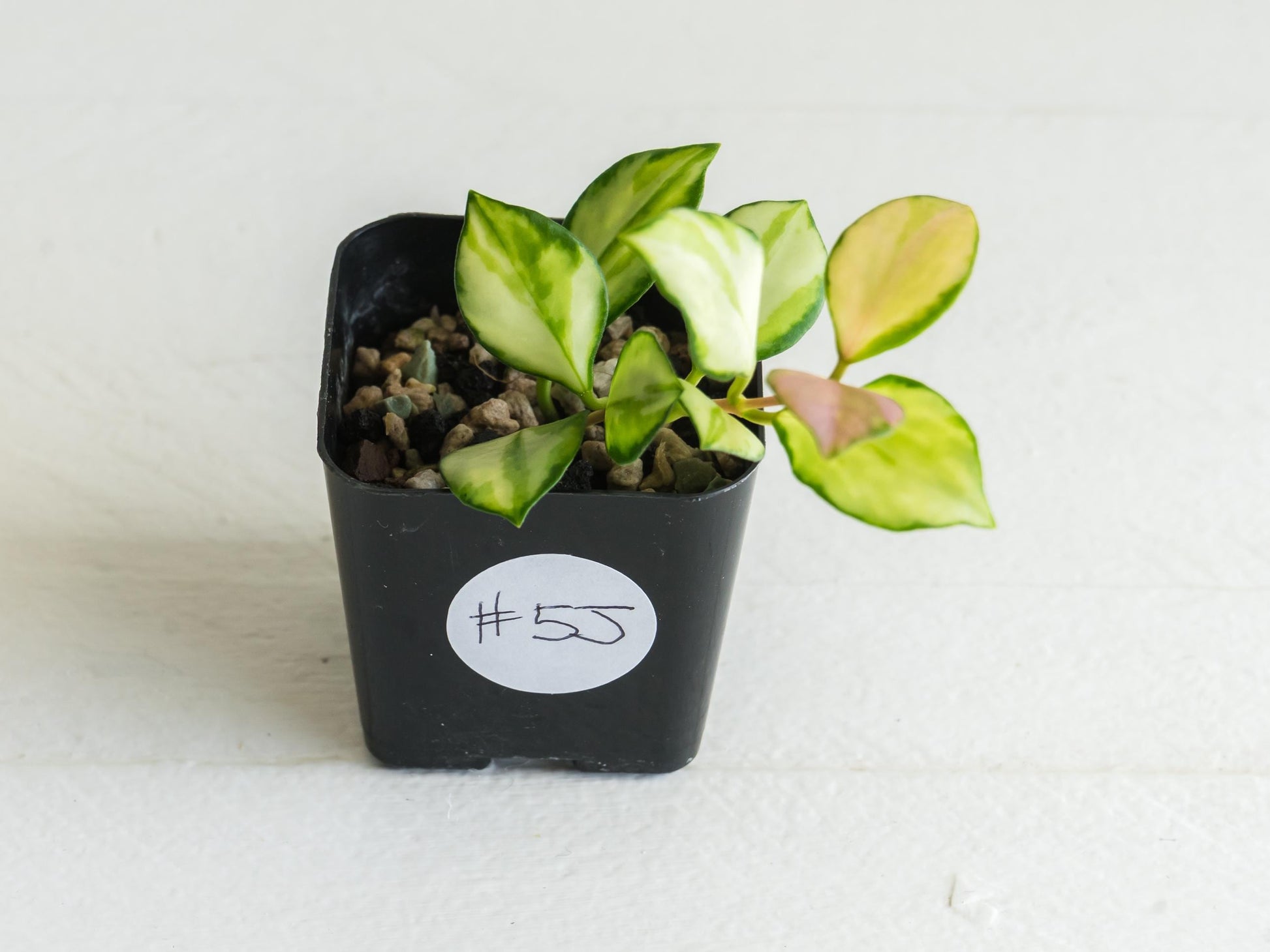 Hoya heuschkeliana (Inner Variegated)| 2-Inch