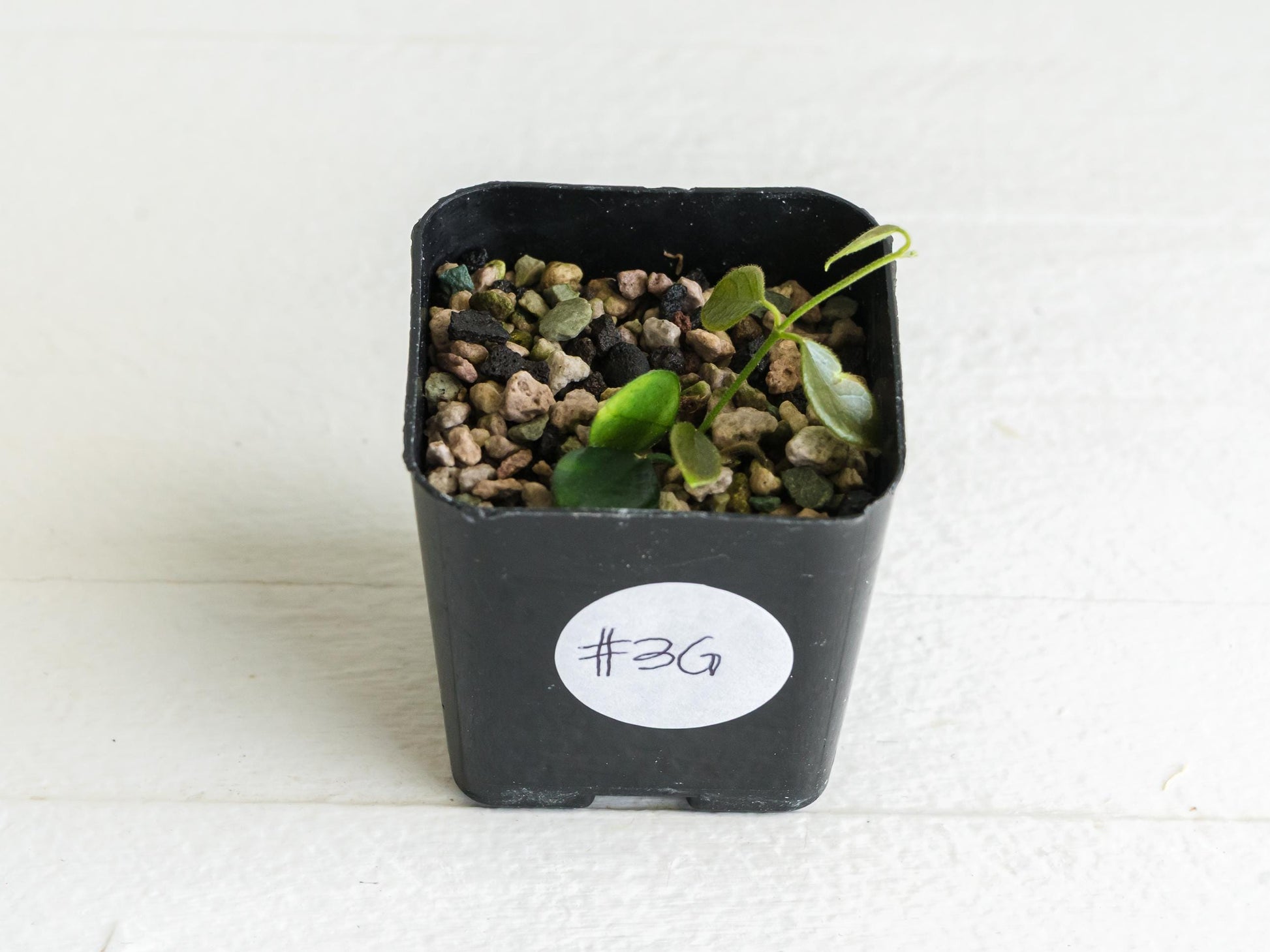 Hoya papua (PNG IM-08) | 2-Inch