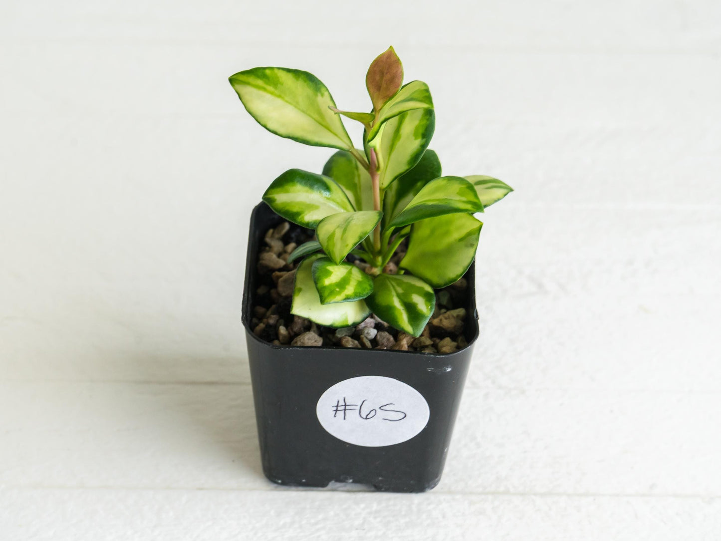 Hoya heuschkeliana (Inner Variegated)| 2-Inch
