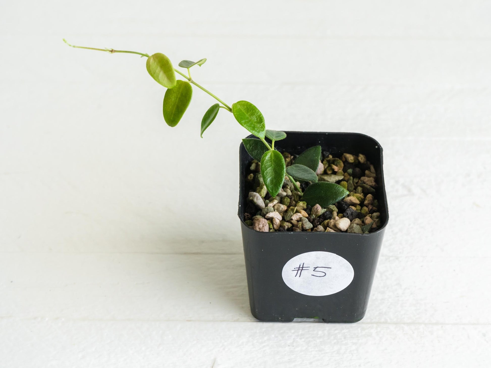 Hoya pulleana (IM-02) | 2-Inch