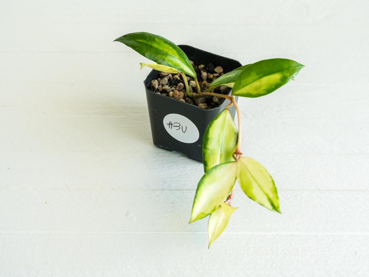 Hoya walliniana (Inner Variegated) | 2-Inch