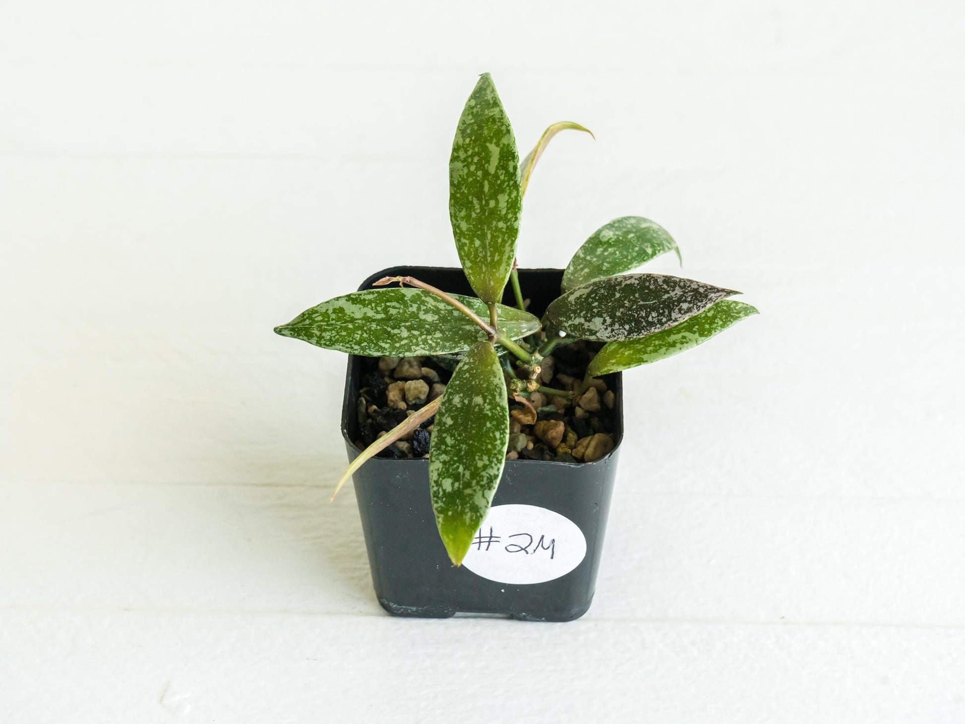 Hoya lacunosa 'Laos Full Splash' | 2-Inch