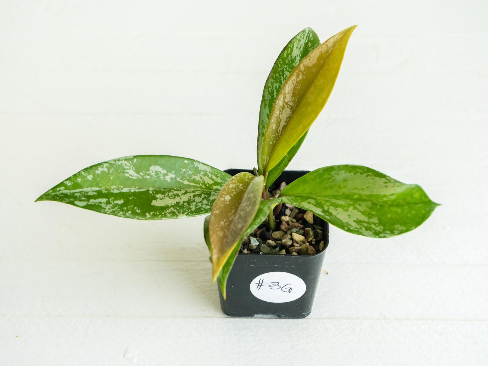 Hoya pubicalyx (Splash) | 2-Inch