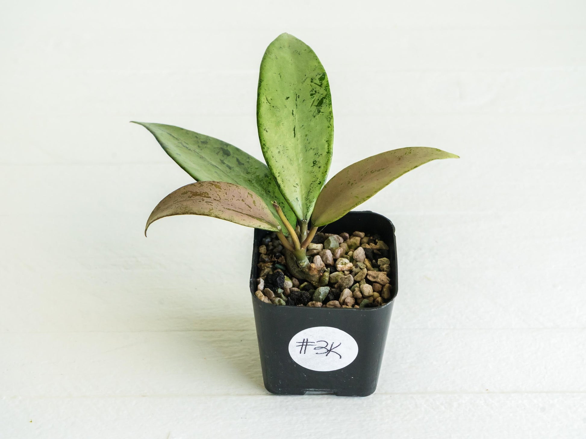 Hoya 'Snow Cui' (Silver) | 2-Inch