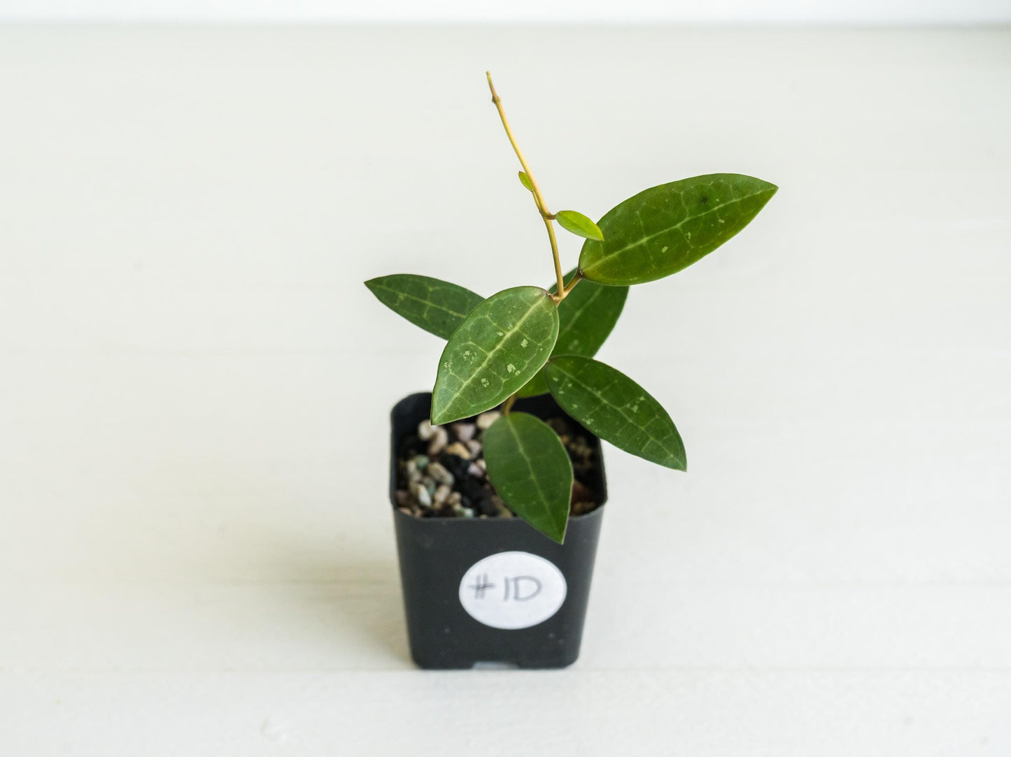 Hoya Elliptica (Blemished) | 2-Inch