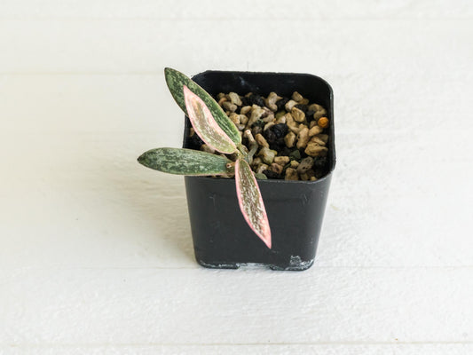Hoya sigillatis (Outer Variegated / Albo) | 2-Inch