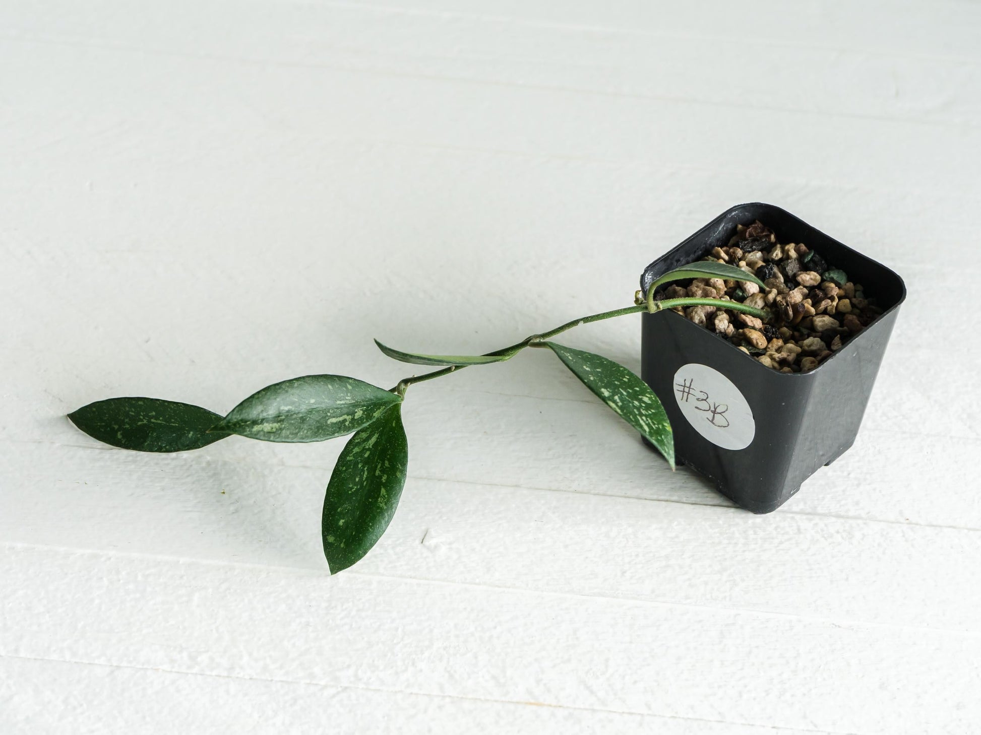 Hoya ‘Rosita’ (Splash) | 2-Inch