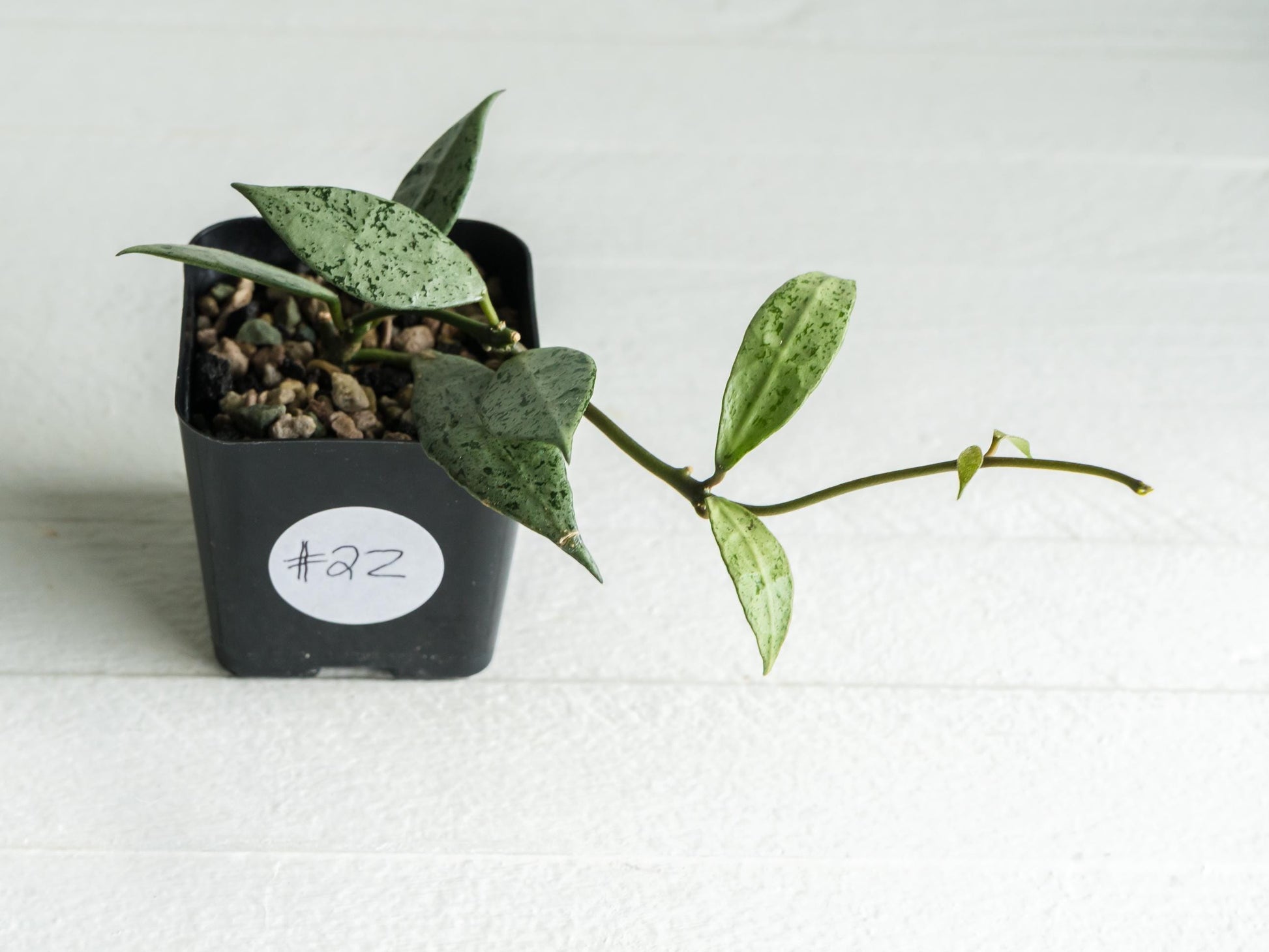 Hoya lacunosa 'Silver Lime' | 2-Inch